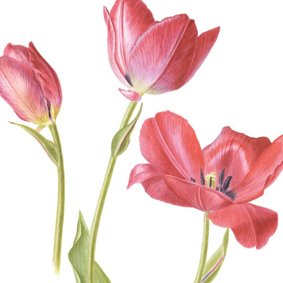 Red Tulips