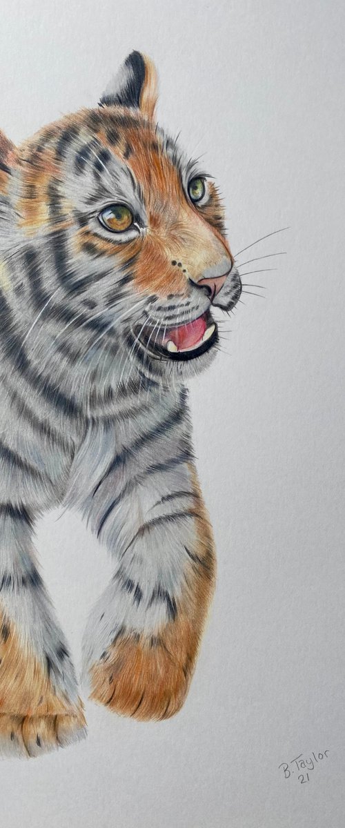 Tiger drawing by Bethany Taylor