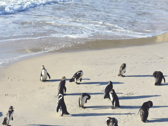 BOULDERS BEACH