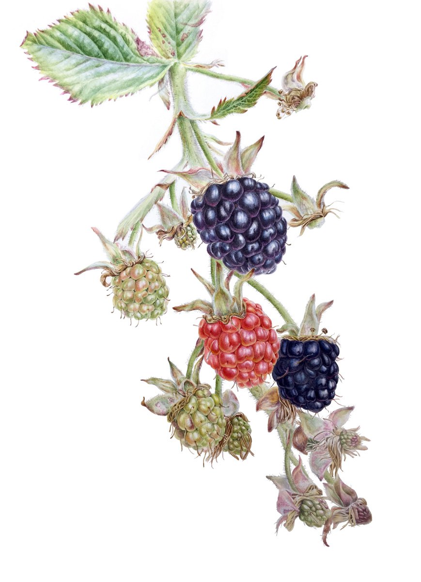 Blackberries 38x48 cm (2020) - � botanical watercolor painting by Alisa Diakova
