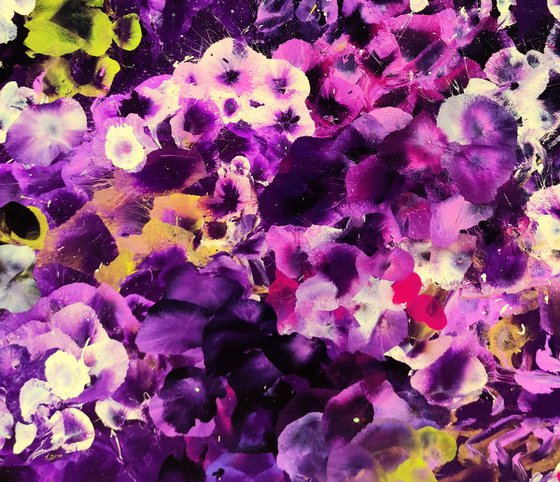 Violet Drift