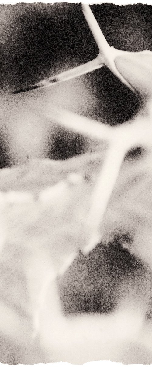 Plant Studies, Cactus by Heike Bohnstengel