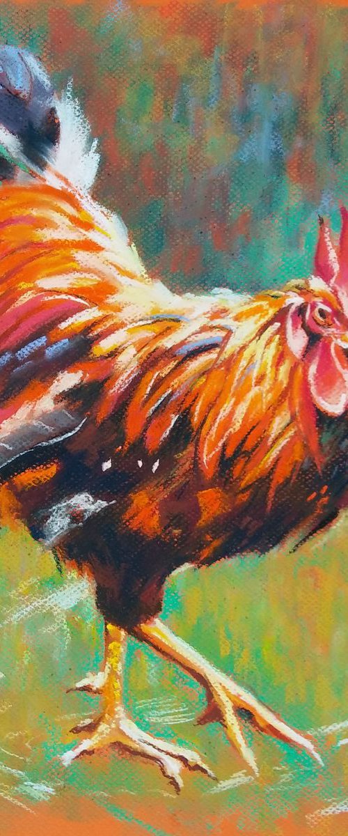 Rooster by Magdalena Palega