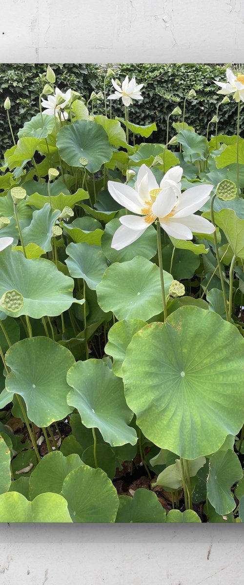 Water lily II by Mattia Paoli