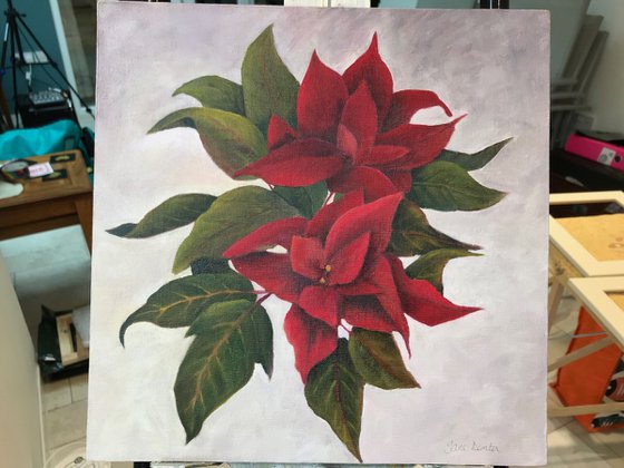 Poinsettia - Framed