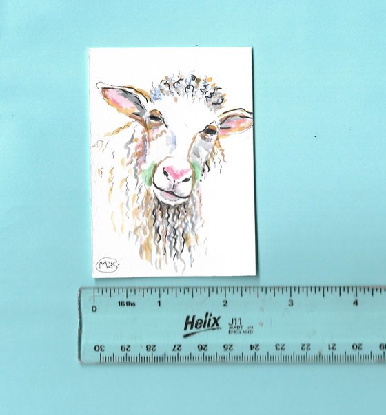 Sheep Miniature