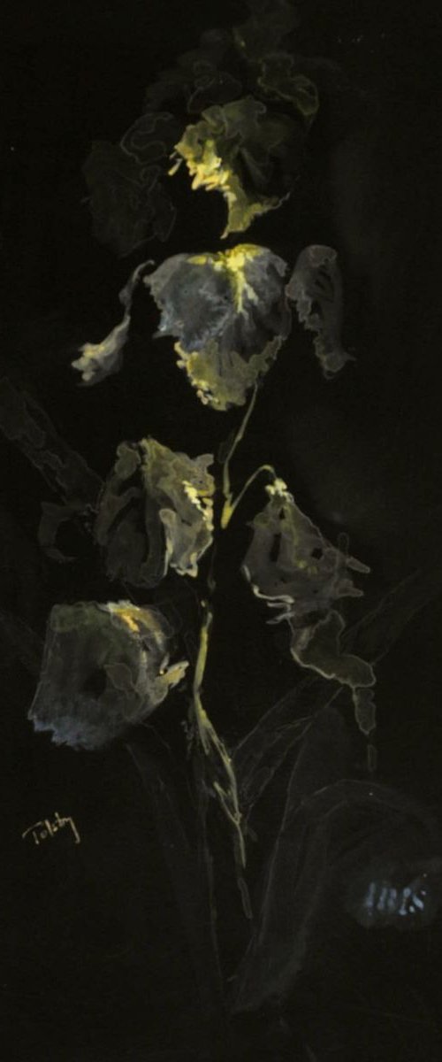 Iris, in the Black by Alex Tolstoy