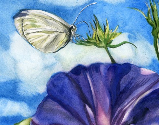 morning glory with butterfly