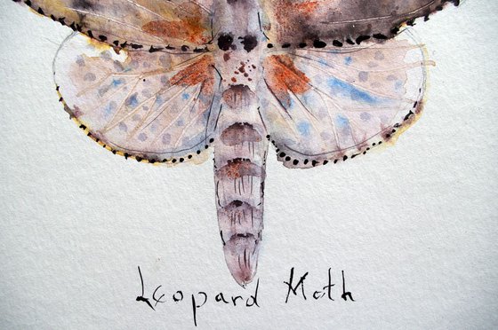 Leopard Moth (Zauzera Pyrina)