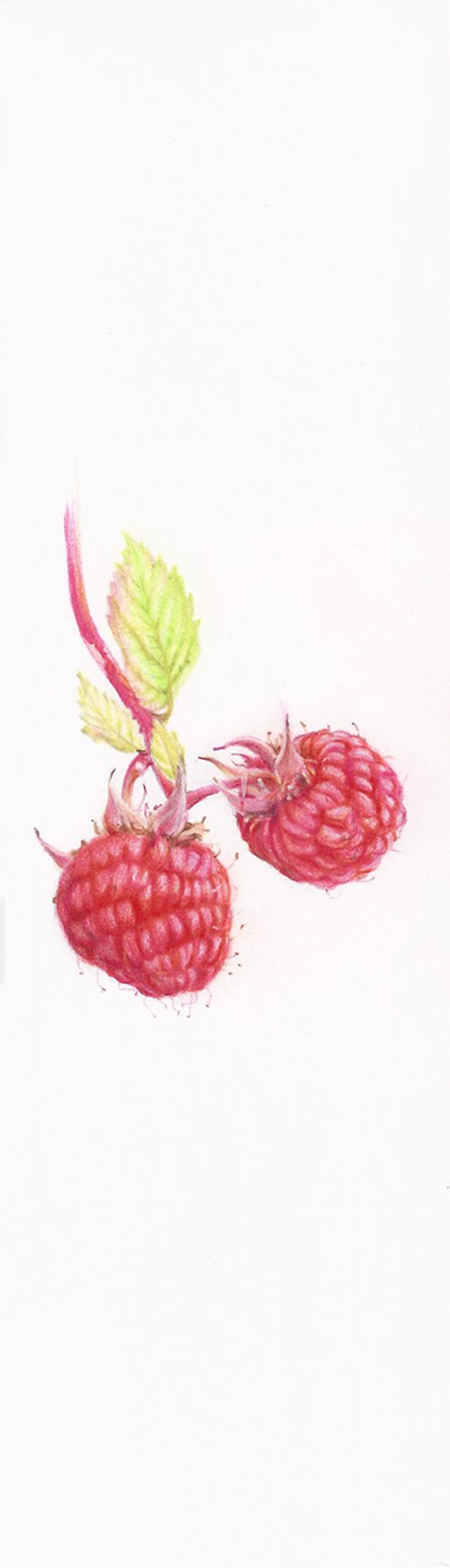 My Wild Berries as Bookmarks - The Raspberry by Katya Santoro