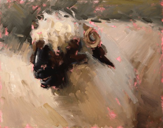 Valais Blacknose Sheep Study