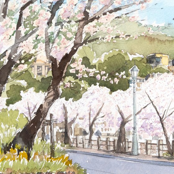 Cherry Blossoms Along the Riverside Path