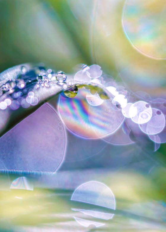 Dawn Dreams