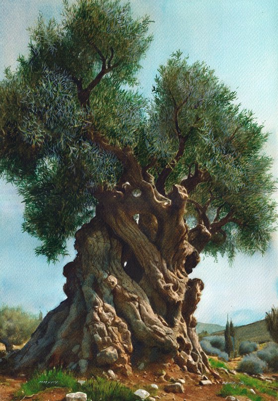 Olive Tree XIV