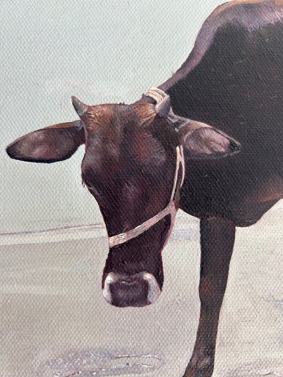 The Cow and The Stone