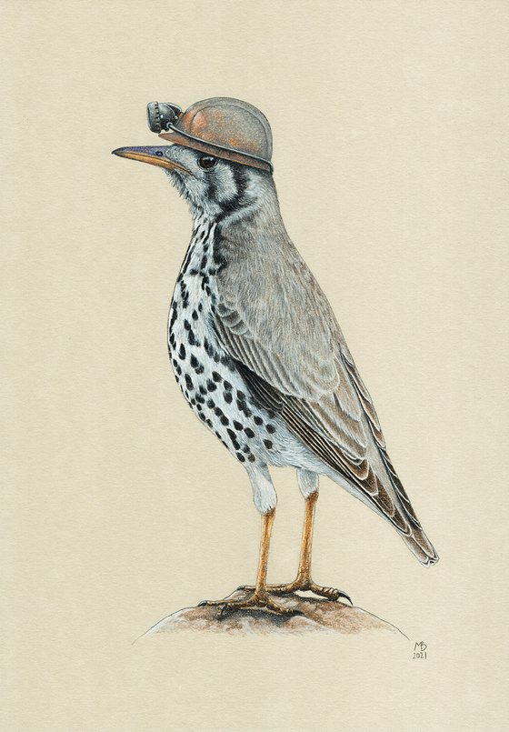 Original pastel drawing bird "Groundscraper thrush"