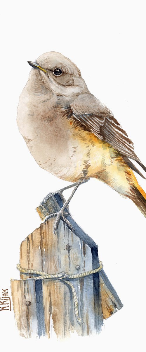 Black redstart by Karolina Kijak