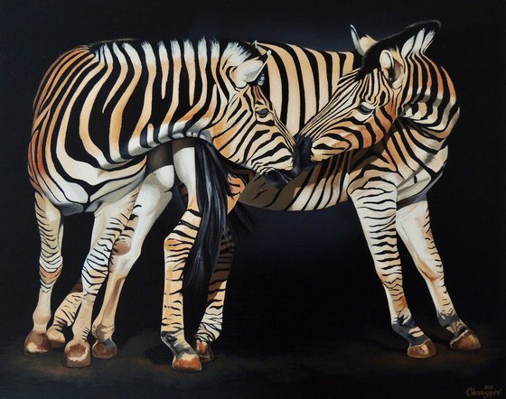 Zebras family