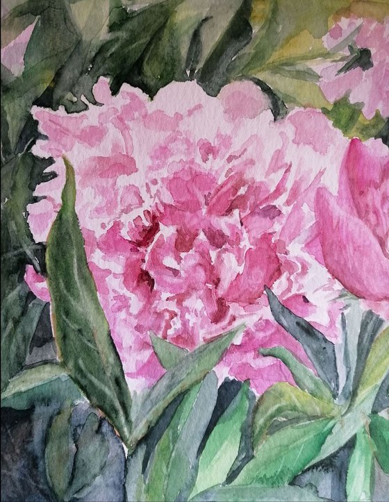 Pivoine