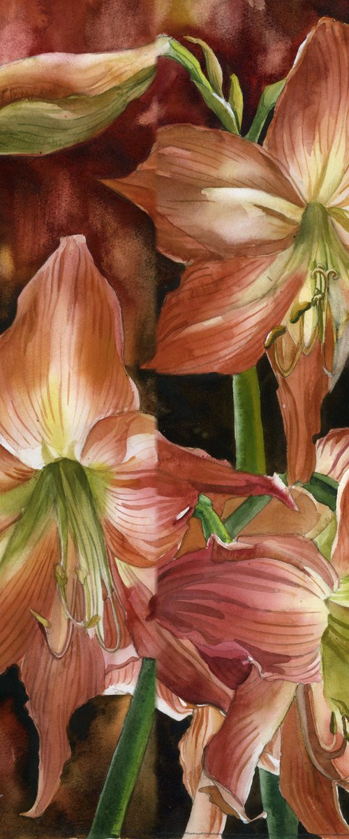 spring amaryllis by Alfred  Ng