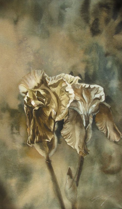 irises in sepia by Alfred  Ng