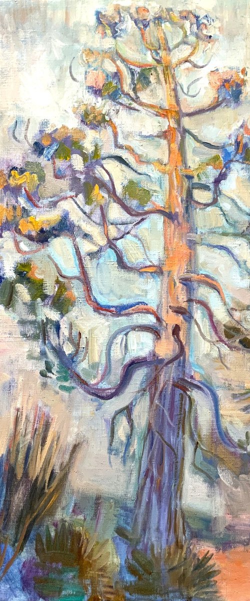 Sequoia by Tanja Smirnova