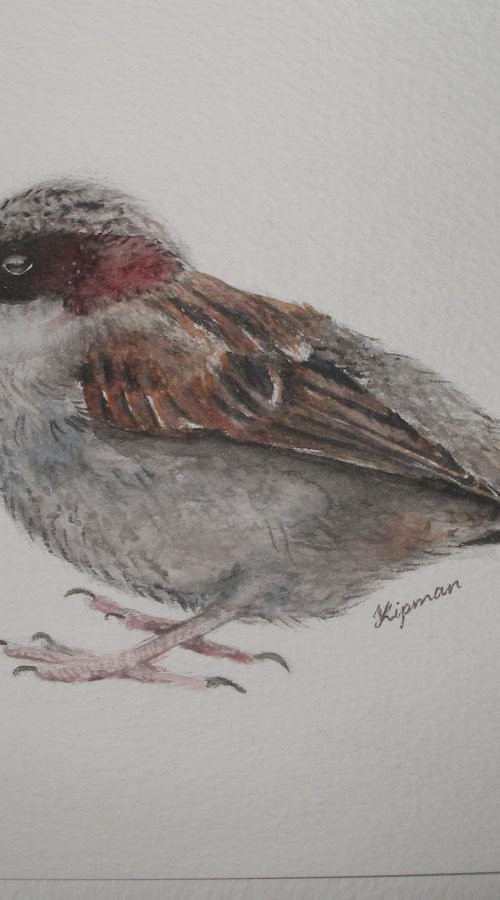 House Sparrow (3) by Kamila Lipman