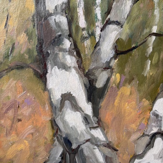 Birch Forest 1