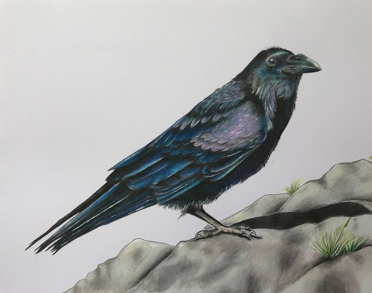 Photorealistic Pencil Drawing , Raven By Karen Elaine Evans, 12 X 10, Artwork For Sale On Artfinder