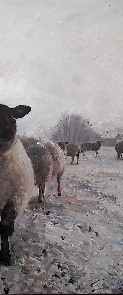 Winter Sheep by Teresa Tanner