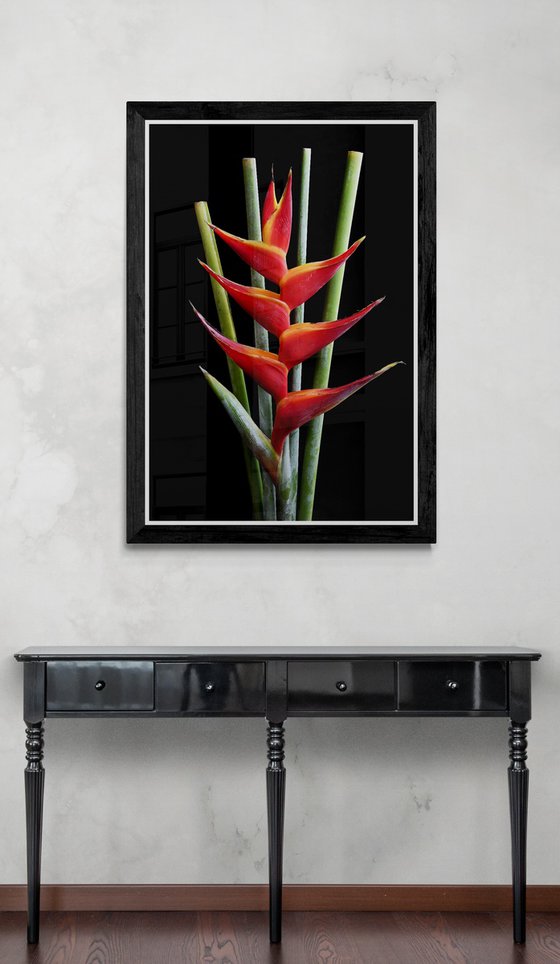 Heliconia Bihai - Macaw Flower