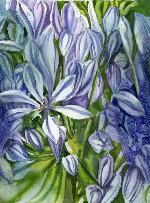 Agapanthus with blues by Alfred  Ng