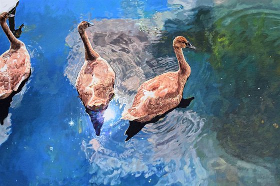 Swimming in the Sky: Swans on a Mirror Lake