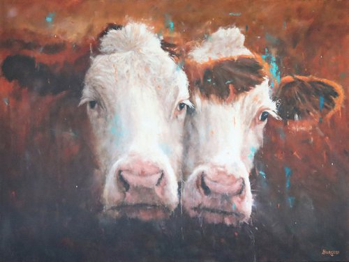 Hereford Cow Love by Shaun Burgess