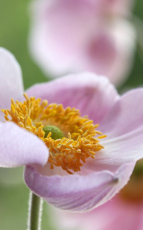 Pink anemone by Sonja  Čvorović