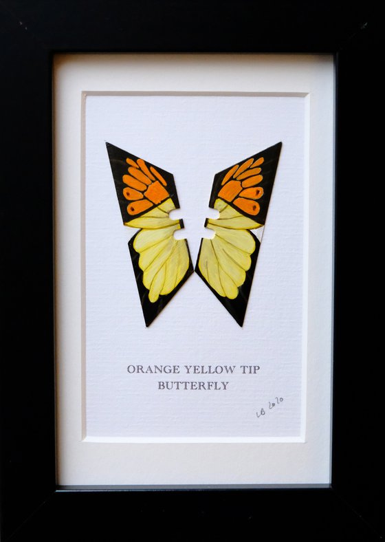 Yellow Orange Tip