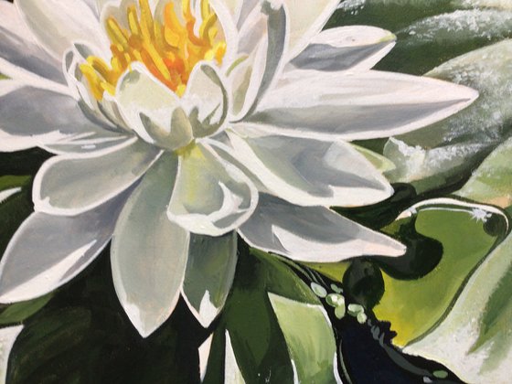 White Water Lilly