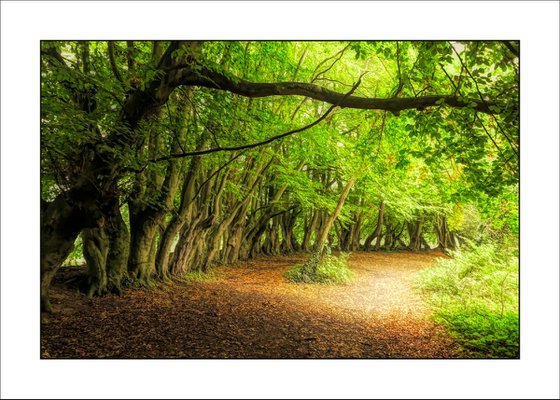 Autumn Trees