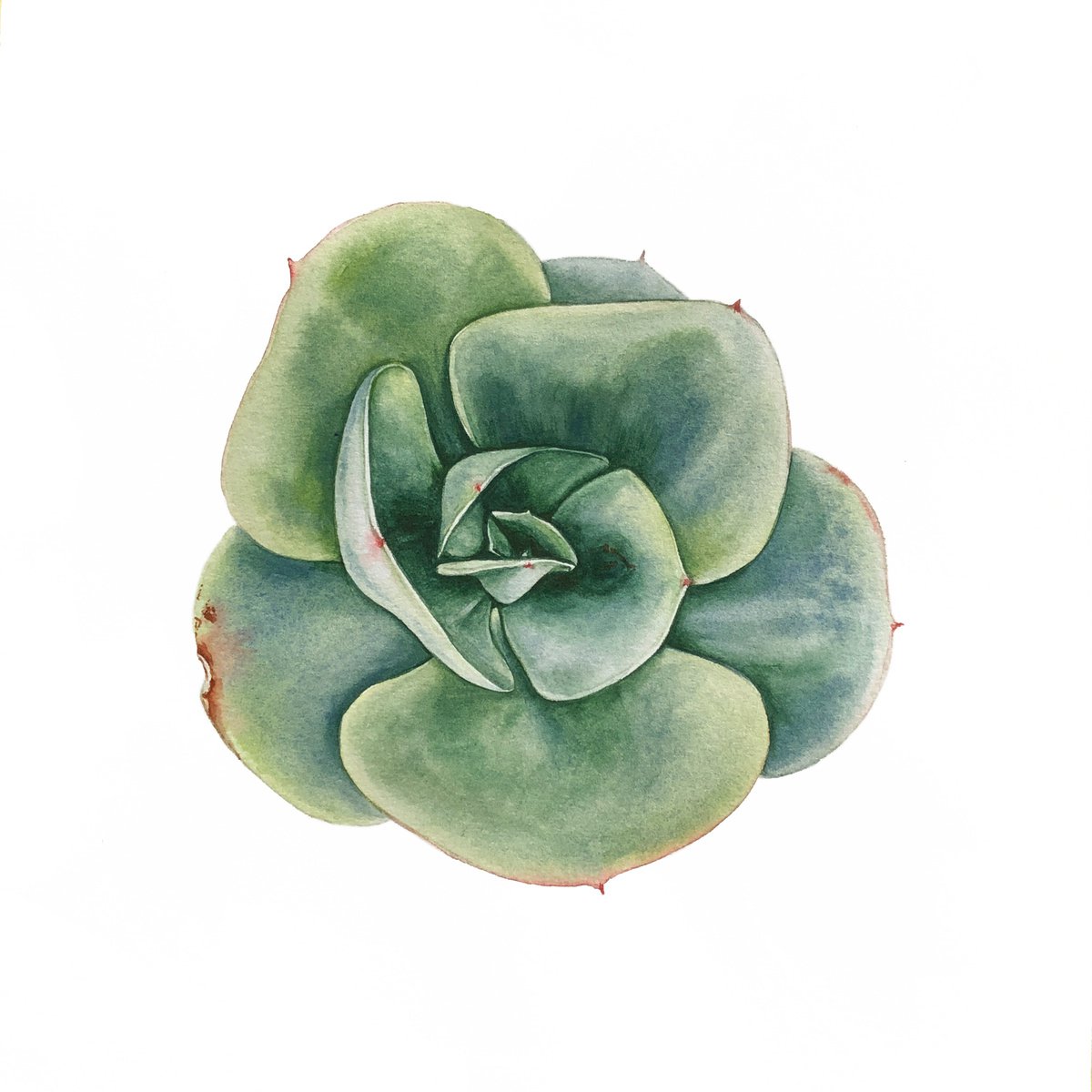Photorealistic Watercolour , Echeveria Elegans Green. By Nataliia Kupchyk, 9 X 9, Artwork For Sale On Artfinder