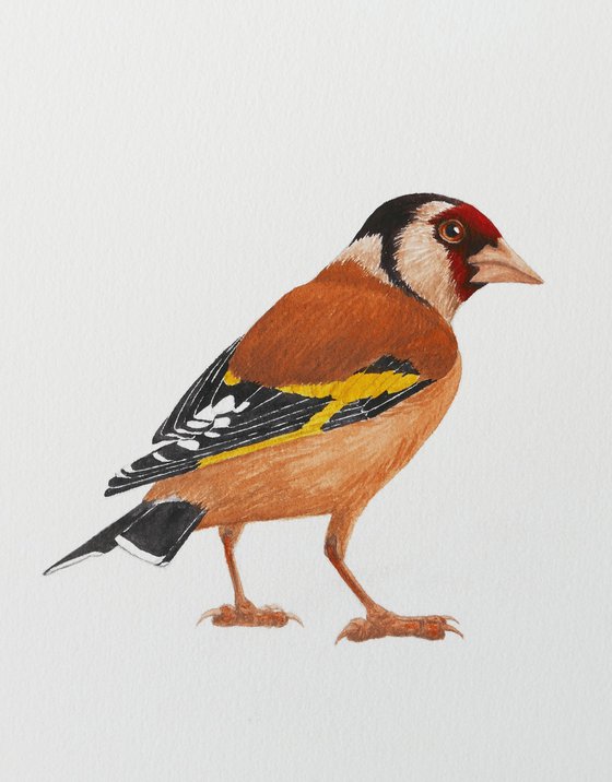 Wise goldfinch