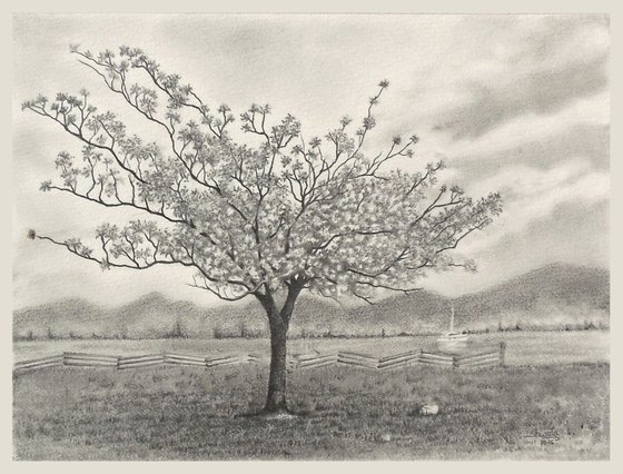 Cherry Blossom Tree Graphite Pencil Drawing