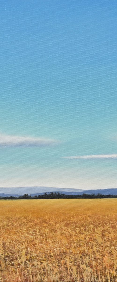 Wheat Field - Blue Sky Landscape by Suzanne Vaughan