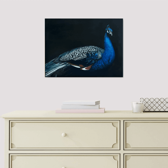 Midnight Azure: The Majestic Peacock