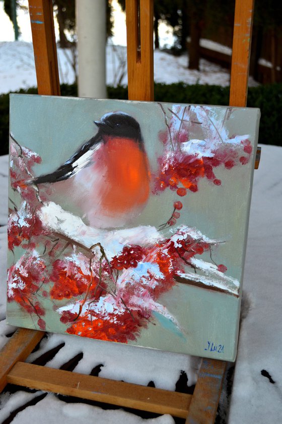 Bullfinch on a snowy rowan branch