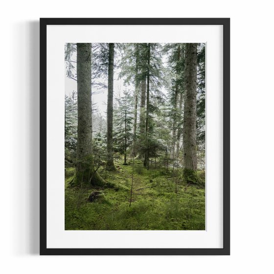 THE FOREST