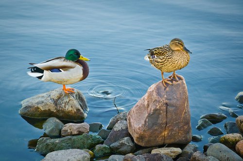 Wild ducks by Vlad Durniev