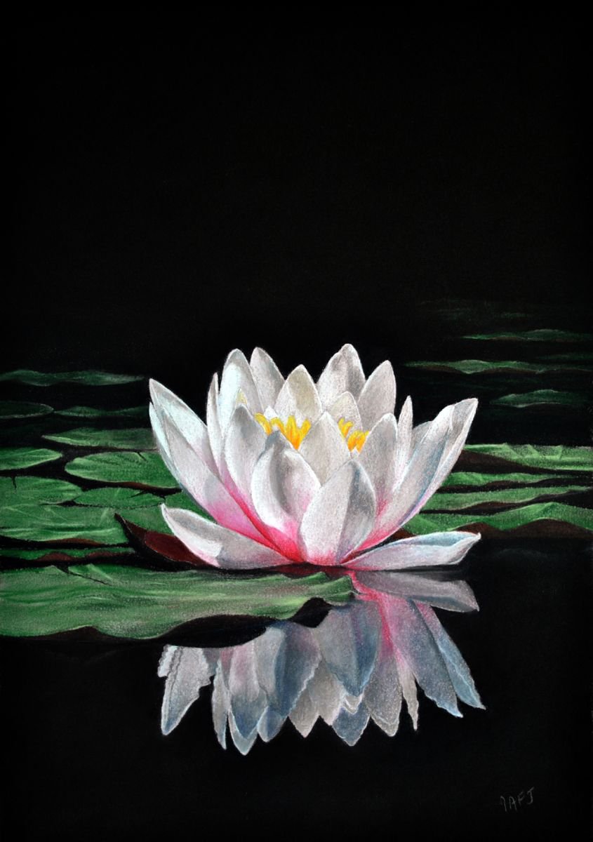Waterlily reflection by Ivan Jones