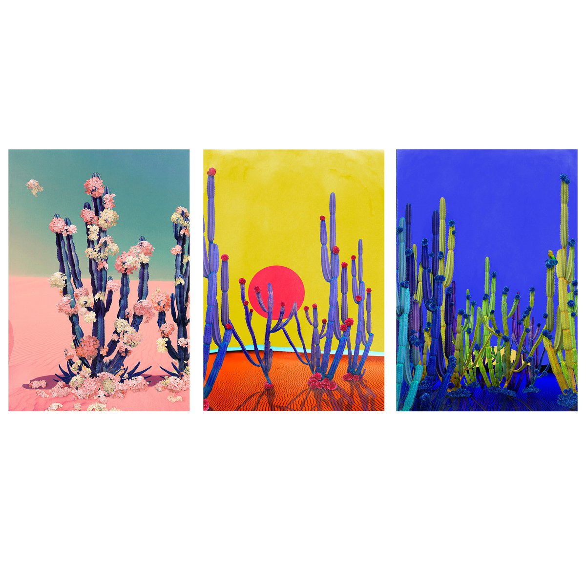 Cactus Flower, Cactus Blue, Cactus Sunset  - all Framed by Nadia  Attura