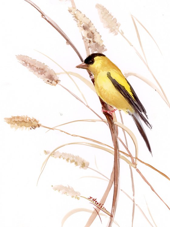 American Goldfinch and Dry Grass