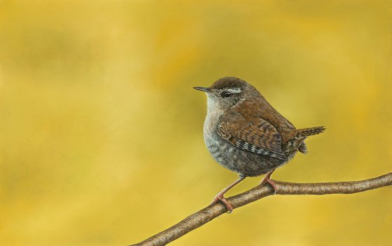 Original pastel drawing "Eurasian wren"